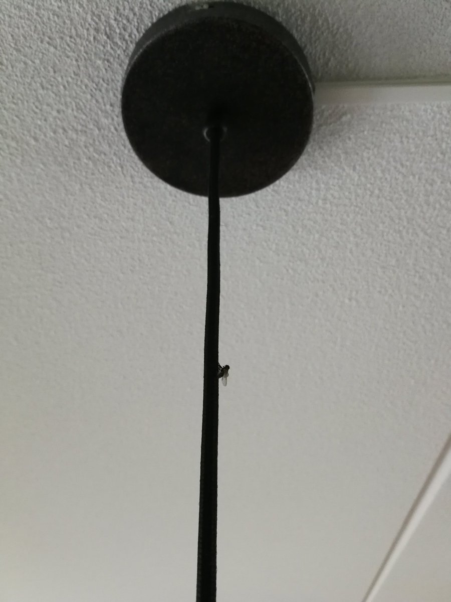 Tjee, doe je als vlieg zo je best om langs het snoer van een lamp omhoog te klimmen... En dan ineens, stopt je rikketik er blijkbaar mee. En sneuvel je net voordat je de top bereikt hebt.
Respect voor deze vlieg. 👍 #hebbenvliegeneigenlijkeenrikketik 🤔 #dtv