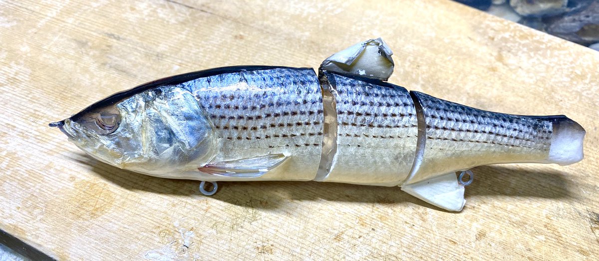 金沢武 魚皮ルアーの人 昨年ランカーシーバスで良い思いをしたダウズスイマー 次回は絶対コノシロ魚皮を貼ったダウスイを使いたいと思っていたので密かに研究をしていました 今年のランカーシーバスの初陣には何とか使用出来そうなのでワクワクしまくり 金沢武 魚皮ルアーの人 昨年ランカーシーバスで良い思いをしたダウズスイマー 次回は絶対コノシロ魚皮を貼ったダウスイを使いたいと思っていたので密かに研究をしていました 今年のランカーシーバスの初陣には何とか使用出来そうなのでワクワクしまくり