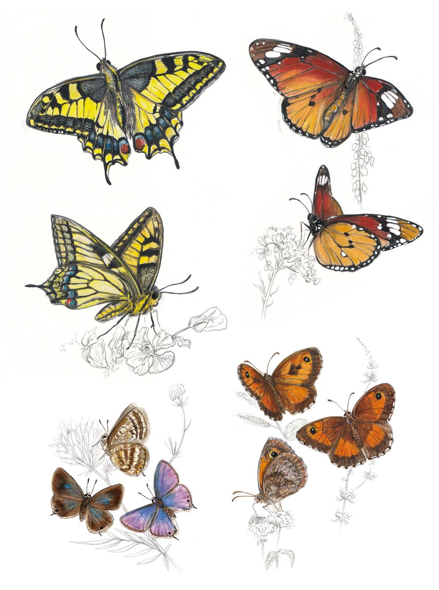 Papallones de Balears. Papilio machaon, Danaus chrysippus, Lampides boeticus, Pyronia cecilia.
Llàpiç, aquarel·la i tèmpera sobre paper.