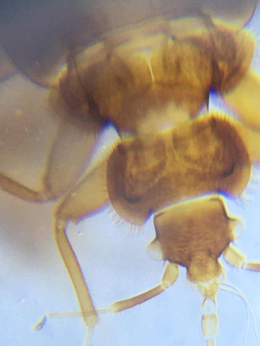 BrianLiskey's tweet photo. My Wyo engineers developing microscopes for cell phones https://t.co/oKBgl5pB48