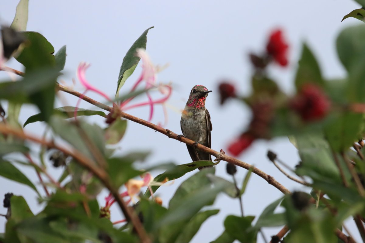 366Birds's tweet photo. Young #AnnasHummingbird looking right at home among the flowers.  #BCBirds #ColonyFarm #Hummingbird https://t.co/FtHKtCkqho