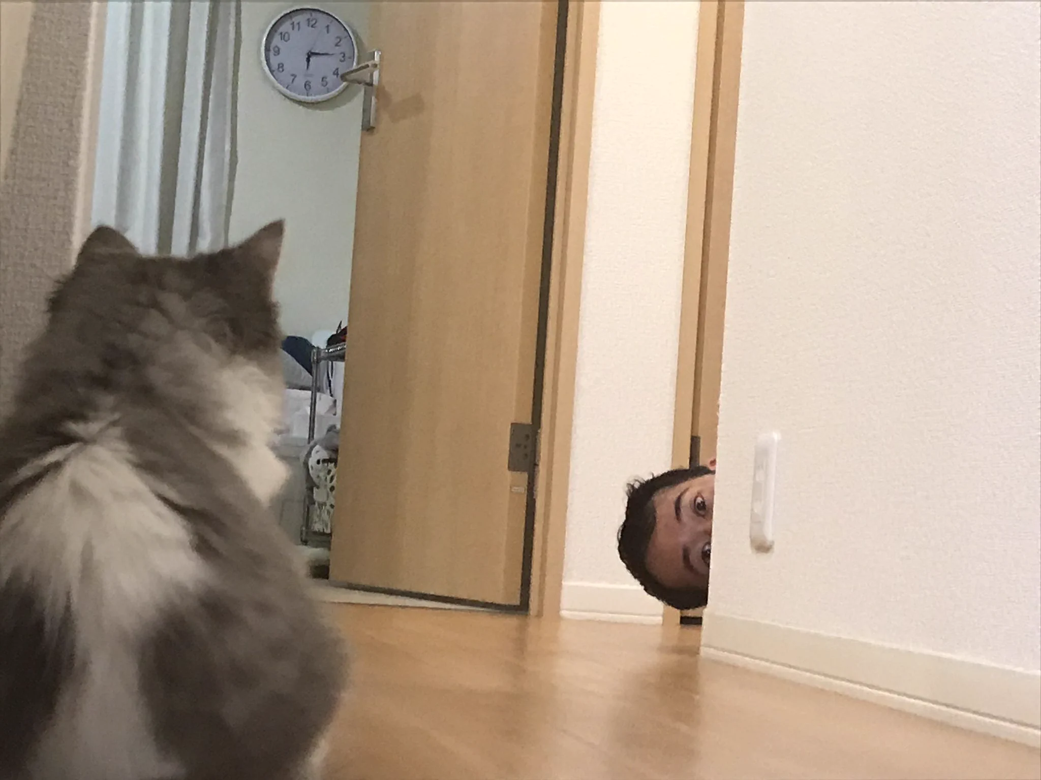好きな子を困らせたい系の旦那さん！今日も無事に猫を困らせていたｗ