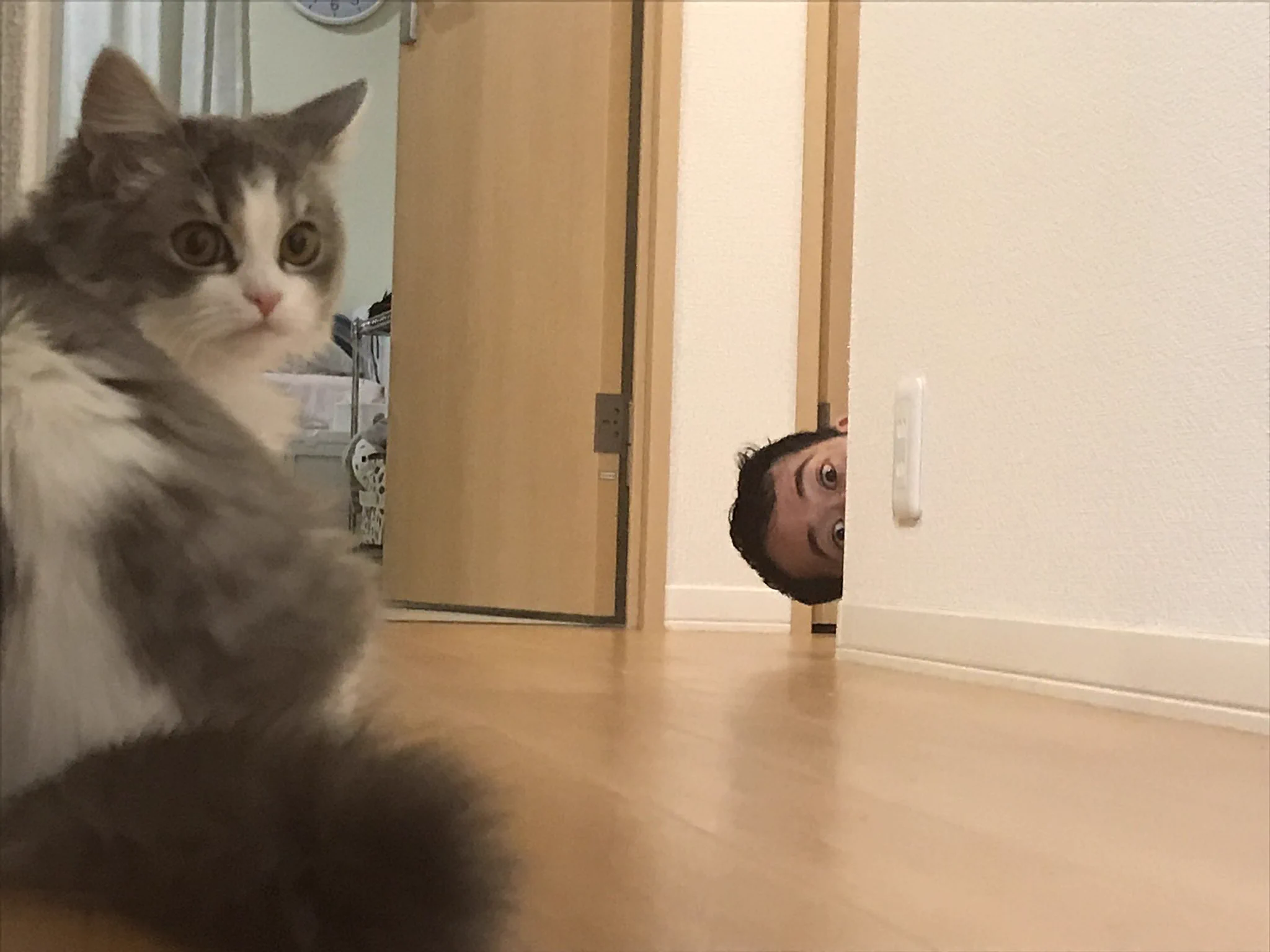好きな子を困らせたい系の旦那さん！今日も無事に猫を困らせていたｗ