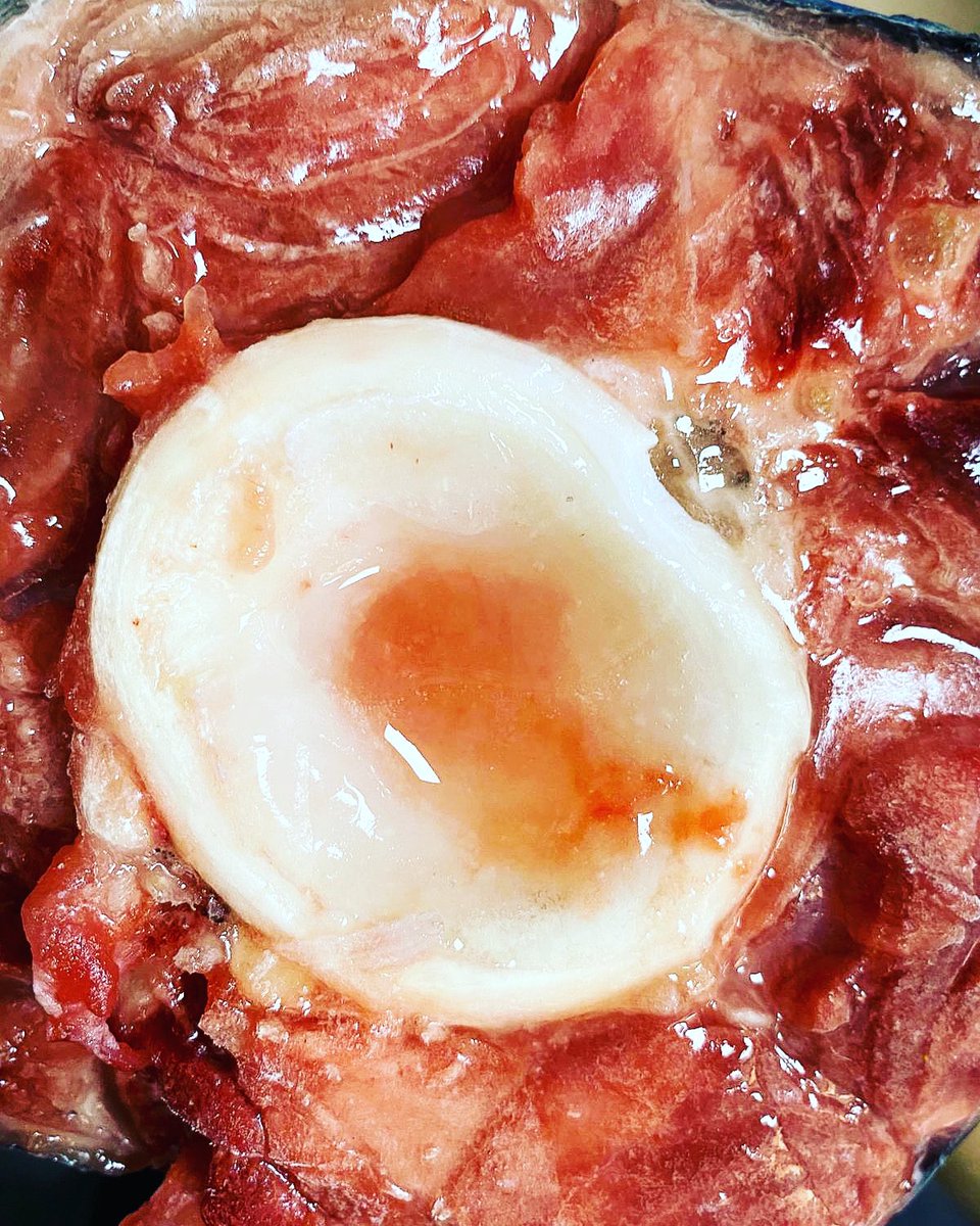 Una de las partes que vamos a trabajar en las "Veladas de Atún Rojo y Champagne" es el osobuco de Atún Rojo del cual tb aprovecharemos la médula. 

Serán las noches del viernes 25 y sábado 26 en La Cava de Royán. 

No te las puedes perder.