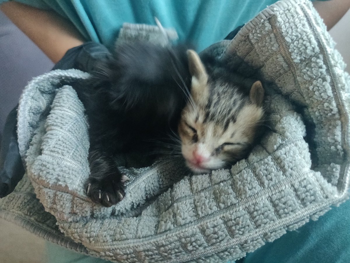 4. My wife and I were already interested in adopting a cat from a shelter but we weren't sure about taking in two kittens this young (vet estimated they were about 3 weeks)We decided to take them in, at least just to get help get them going.Day 1: