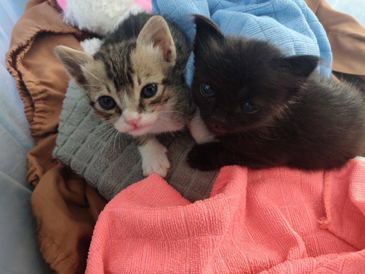 5. We took them to the vet their first night to get them checked out and on the way back we gave them names.My wife named the black one "Ollie" and I named the tabby "Mandu."Here they are being adorable