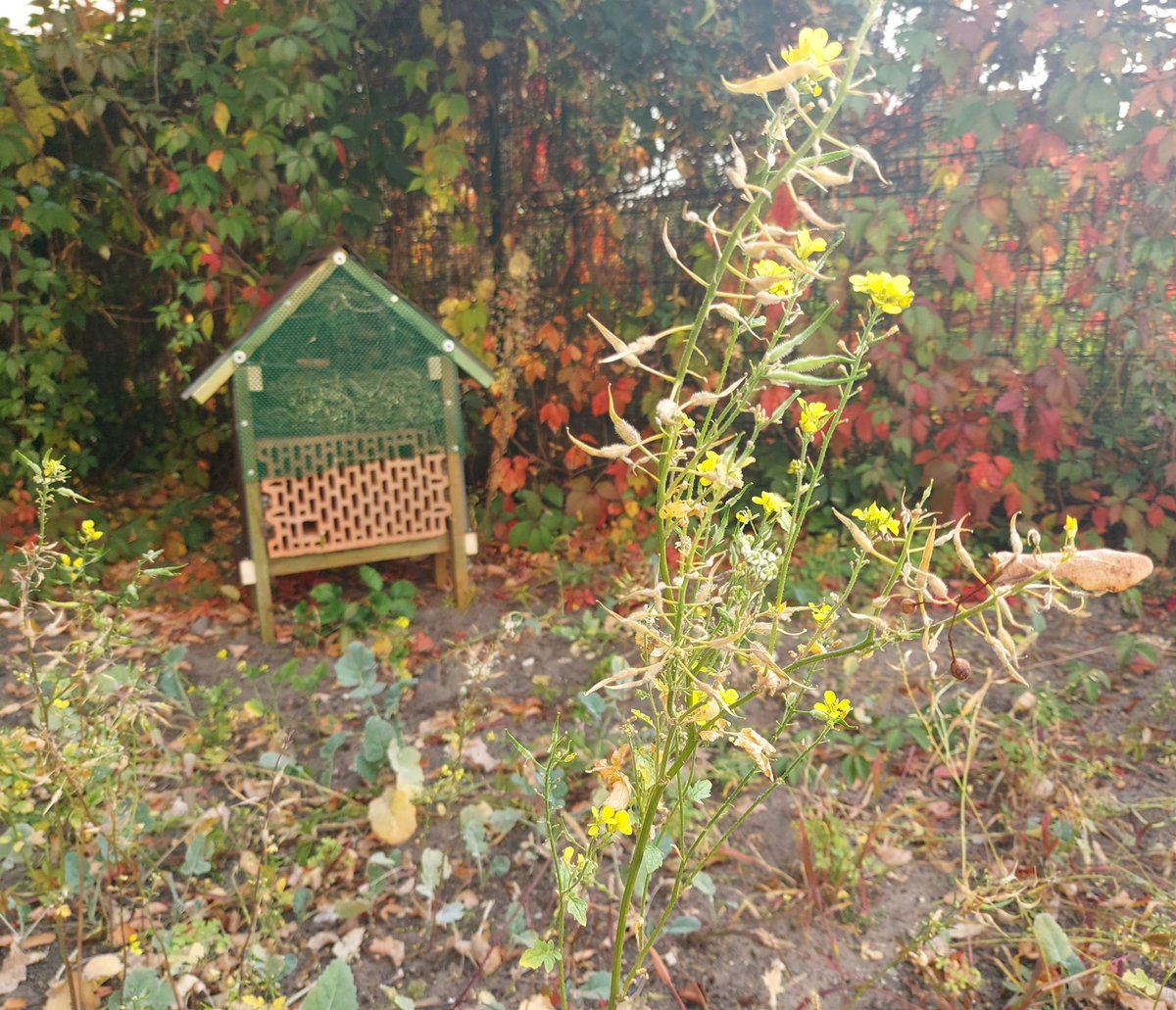 ZDMiKP's tweet photo. Chrońmy pszczoły 🐝
W obrębie siedziby już pewien czas temu wykonaliśmy łąki z roślinami kwitnącymi. Dziś dostawiliśmy domek dla pszczół 🐝 Działamy w ramach projektu BeePathNet. Ma on na celu ochronę owadów zapylających #ekologia #owady #BeePathNet #ZDMIKP #Bydgoszcz #budowa https://t.co/25DJMJt5TK