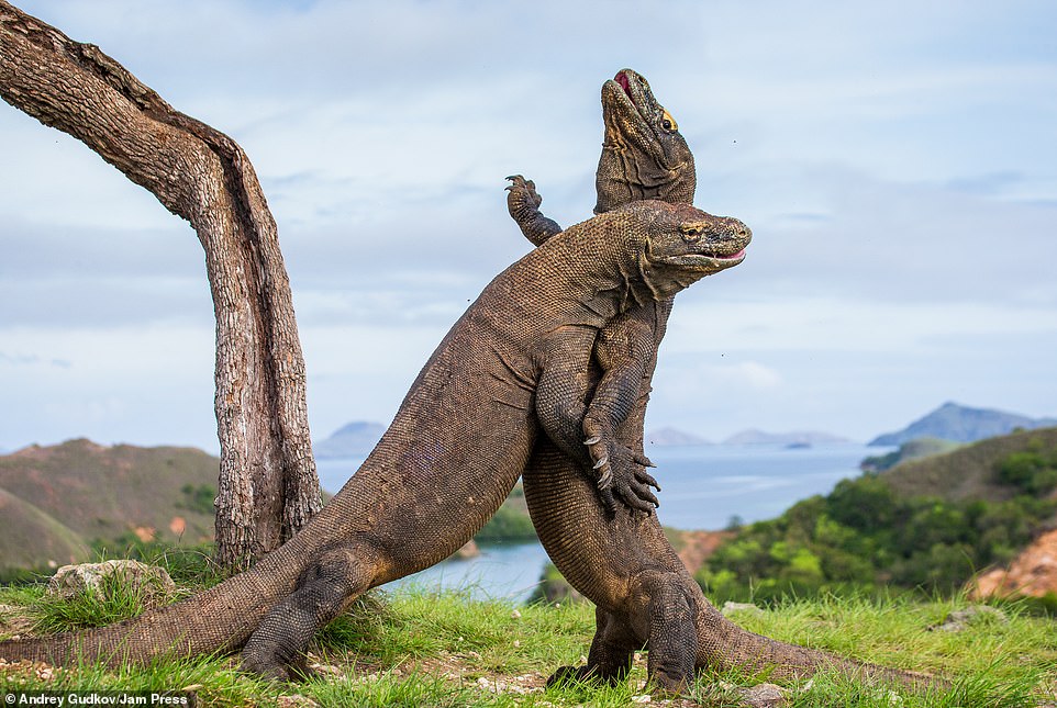 🦎 Komodo on Twitter: 🦎 Komodo on Twitter: