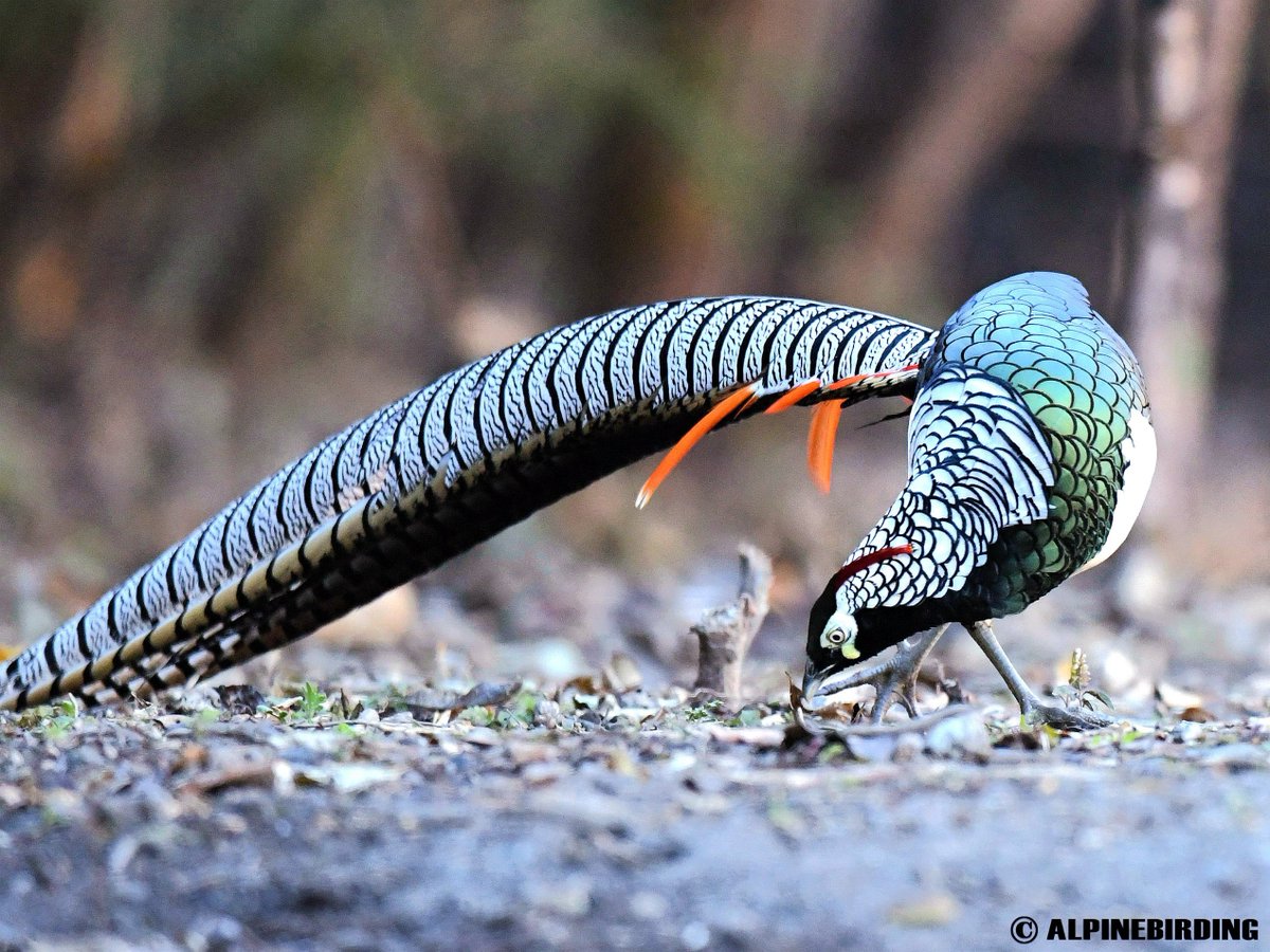 AlpinebirdingT's tweet image. Lady Amherst's Pheasant(Chrysolophus amherstiae)
Medium-sized distinctive colorful pheasant with extremely tail. This photo was shot in Sichuan, China, in October 2019.

#birding #BirdsofPray #birdwatching #birdphotography #birds #naturelovers #nature