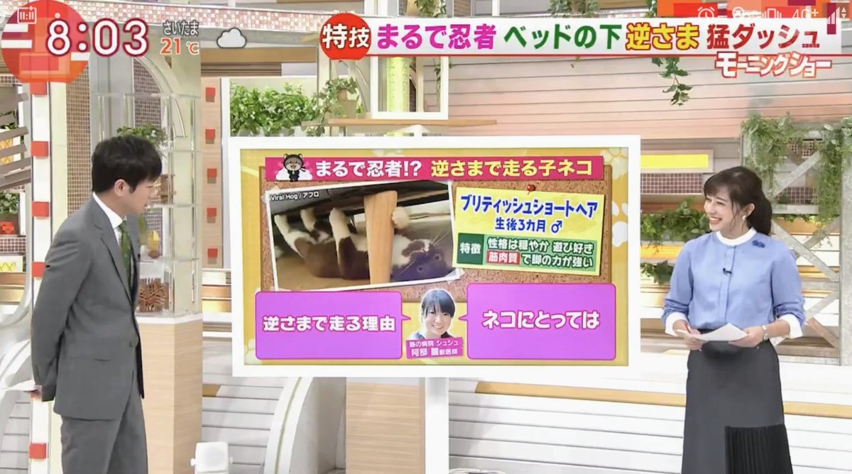 Nrd48 斎藤ちはるアナ推し Sur Twitter 木曜朝のちーちゃん その2 斎藤ちはる ちーちゃん テレビ朝日 テレ朝 アナウンサー 女子アナ 猫 ベッド 逆さ歩き 台風12号 東日本 羽鳥慎一モーニングショー モーニングショー