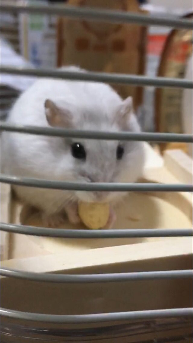 PSVueS3dIuRhEW2's tweet image. 今日から飼ったハムスターです（*｀・ω・*）ゞ
ハムスターを飼っている方色々分からない事多いので教えてください！🐹🌻