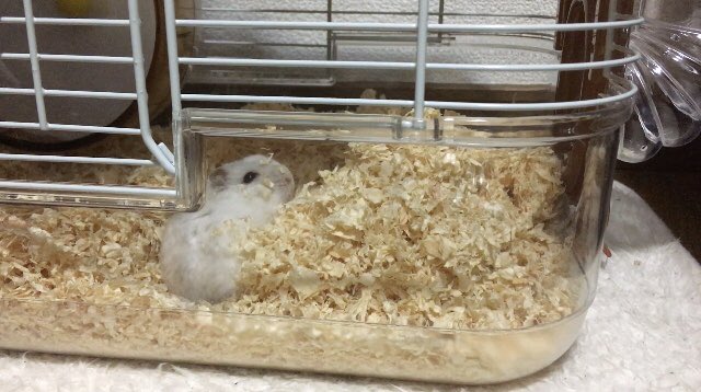 PSVueS3dIuRhEW2's tweet image. 寝起きハムちゃん🐹💤