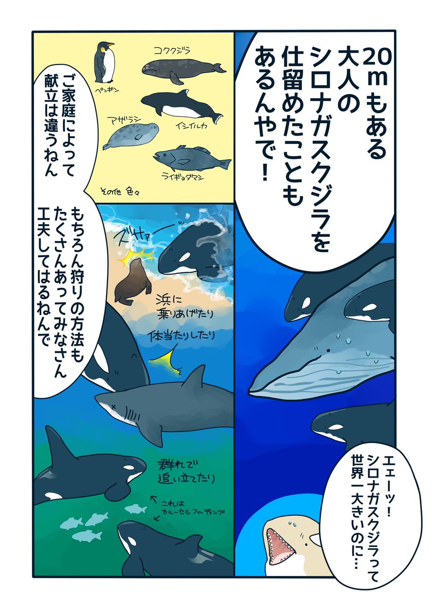 【おさらい&補足】シャチの生態マンガ
ホホジロザメも食べるシャチが逃げる相手とは 