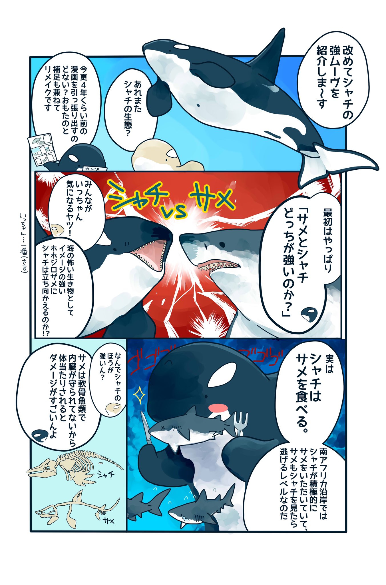 おさらい Amp 補足 シャチの生態マンガ ホホジロザメも食べるシャチが逃げる相手とは 話題の画像がわかるサイト おさらい Amp 補足 シャチの生態マンガ ホホジロザメも食べるシャチが逃げる相手とは 話題の画像がわかるサイト