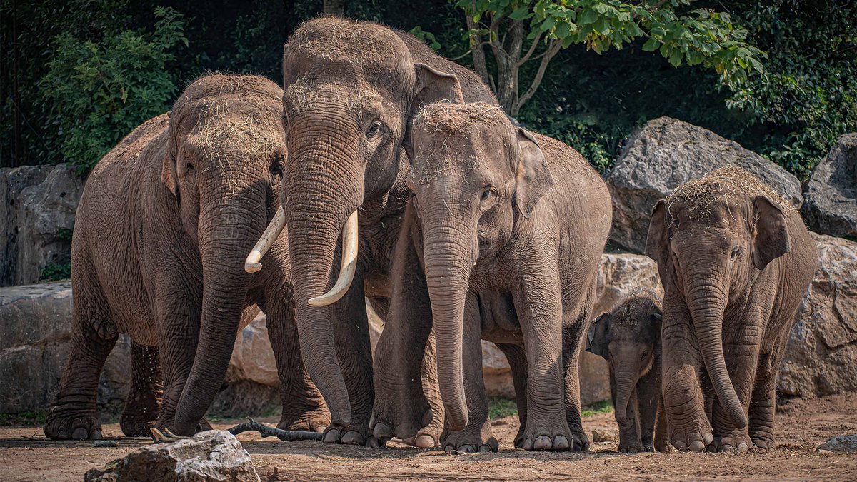 thecleenapp's tweet photo. Congratulations to @chesterzoo on a 5 star Cleen Review - providing a clean and hygienic environment for all of their customers (and the residentsβ¦ π¦) Join the #CleenCommunity by downloading the #CleenApp on #Apple or #Android today π₯ https://t.co/z5FbrEkwaW https://t.co/YF8EY0jhx8
