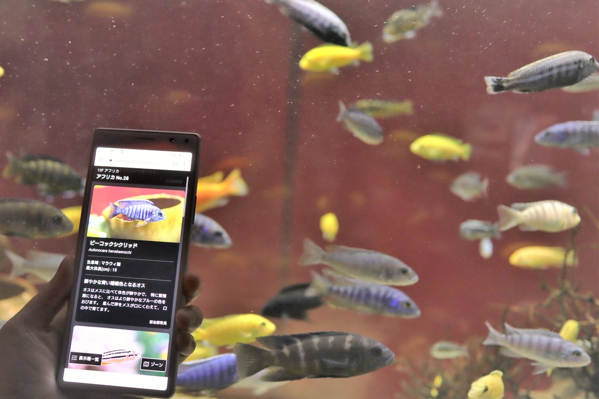 kawasui_aqua's tweet photo. 【NEWS】
カワスイのQR魚名板がパワーアップいたしました！
１度QRコードを読み込んでいただくだけで、館内のすべての水槽やゾーンの情報をご覧いただけるようになりました🐟
家に帰ってからも見返すことができます👀
#カワスイ　#川崎水族館　#LINNELENS https://t.co/jYVywJTOV1