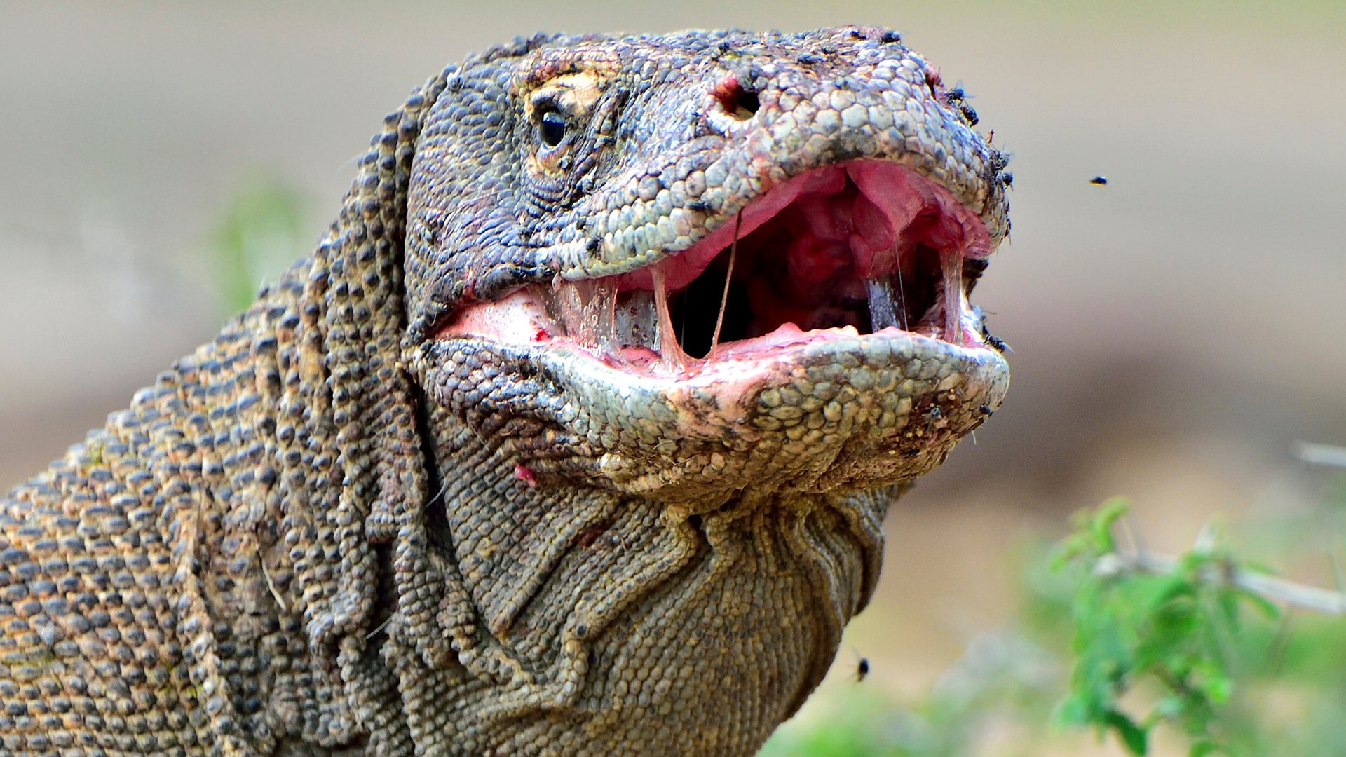 🦎 Komodo on Twitter: 🦎 Komodo on Twitter: