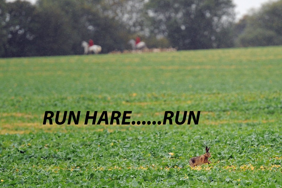 Dunston Harriers kill within 5 minutes of setting off after meeting at 7am at South Green. A hare was soon cornered against fencing and despite the best effort of sabs was ripped apart. In atrocious weather sabs prevented any further kills. Here one of many hares that escaped.