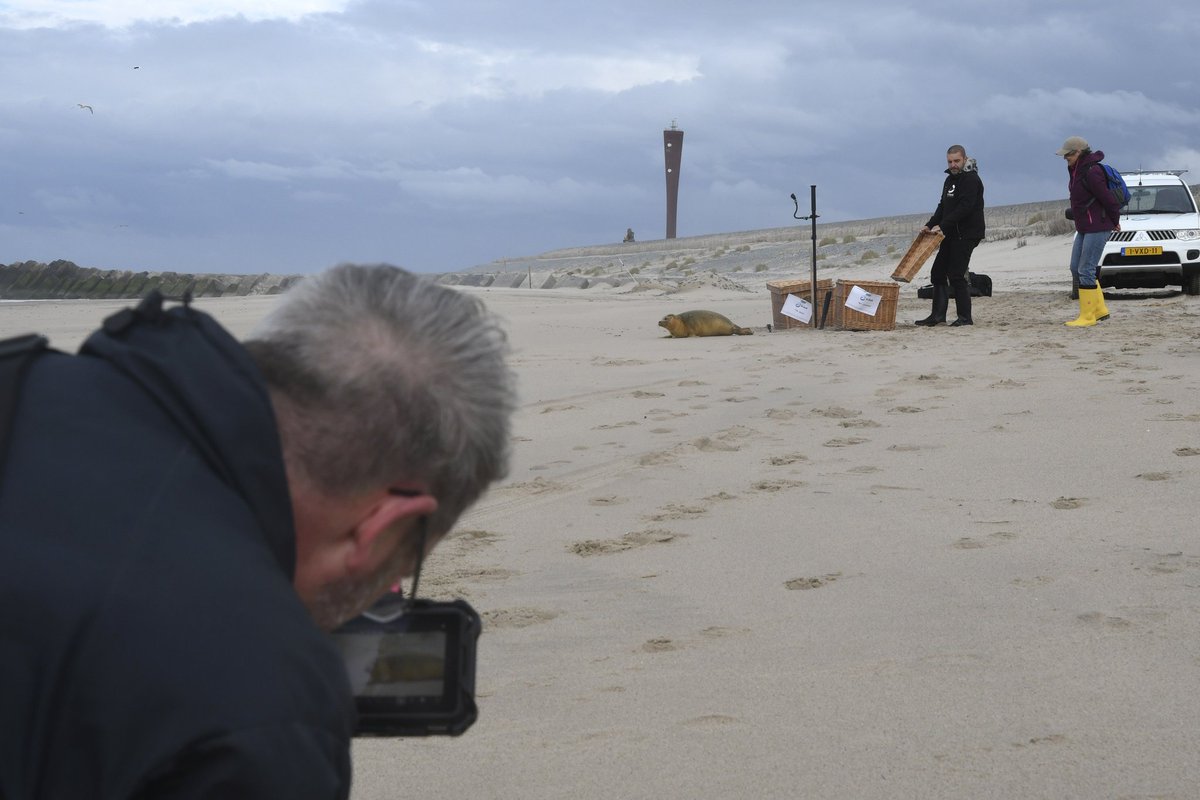 Het gaat goed met zeehondenpopulatie in de haven. Gisteren liet <a href="/Stichting_Aseal/">Stichting A Seal</a> de twee opgevangen zeehonden Rami en Corneel los op het Maasvlaktestrand. @Veldkijker maakte opnames voor de bioscoopfilm 'Wild Port of Europe – De Nieuwe Wildernis 2.0'. bit.ly/3j33fEg