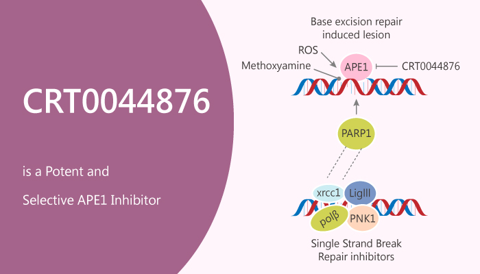 MedChemExpress's tweet photo. #CRT0044876 is a potent and selective apurinic/apyrimidinic endonuclease 1 (#APE1) #inhibitor. CRT0044876 potentiates the cytotoxicity of several DNA base-targeting compounds. #drugdiscovery.https://t.co/tXBuC652ia https://t.co/EEfqX1zIGu
