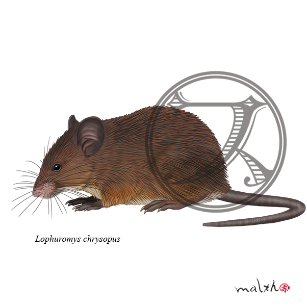ネズミのtwitterイラスト検索結果 ネズミのtwitterイラスト検索結果