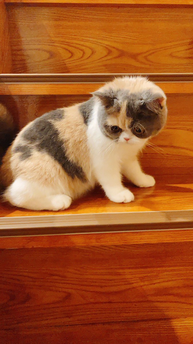 ムギ なんかかわええ エキゾチックショートヘア 三毛猫 ぶさかわ 親バカ感出してきてます ムギ なんかかわええ エキゾチックショートヘア 三毛猫 ぶさかわ 親バカ感出してきてます