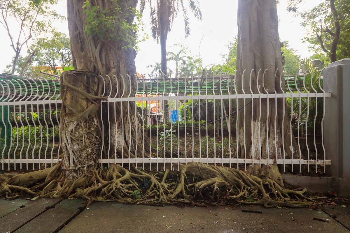 zeezahnur's tweet photo. Mad trees in Yangon 🌳🌳🌳

#Yangon #trees #myanmar #TheSecretariat #NaturePhotography https://t.co/HsyQ4yI9db