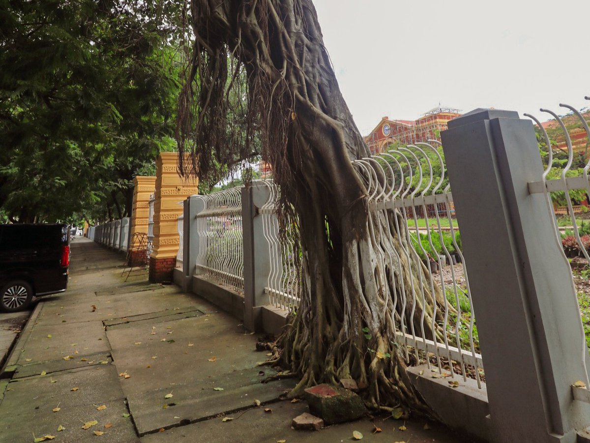zeezahnur's tweet photo. Mad trees in Yangon 🌳🌳🌳

#Yangon #trees #myanmar #TheSecretariat #NaturePhotography https://t.co/HsyQ4yI9db