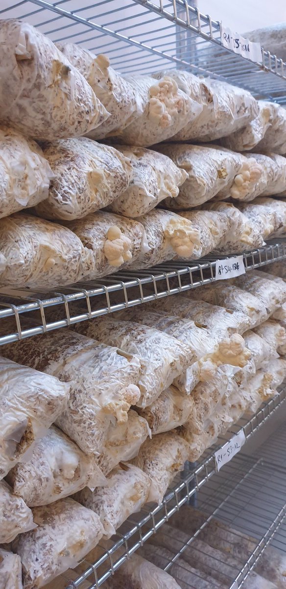 Toivon, että <a href="/Helsieni/">Helsieni</a> pystyy jatkossakin tekemään kiertotalousliiketoimintaa.  #kiertotalous #cicat2025