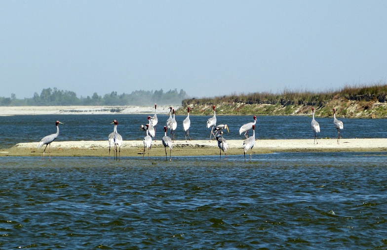 WWFINDIA's tweet photo. With 80% of the basin in India, Ganga is one of the iconic rivers in the world supporting over 600 million people, over 140 aquatic species including Ganga River Dolphin, gharials, otters etc. https://t.co/pH9qb0dRmq