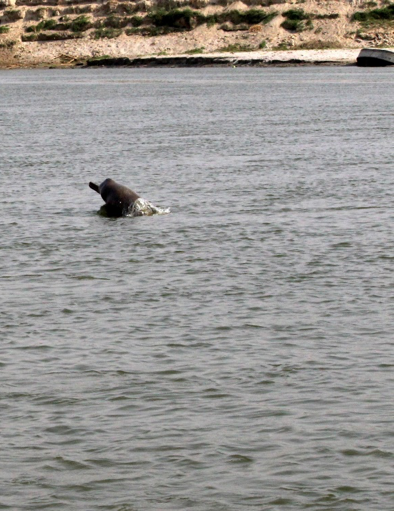 WWFINDIA's tweet photo. With 80% of the basin in India, Ganga is one of the iconic rivers in the world supporting over 600 million people, over 140 aquatic species including Ganga River Dolphin, gharials, otters etc. https://t.co/pH9qb0dRmq