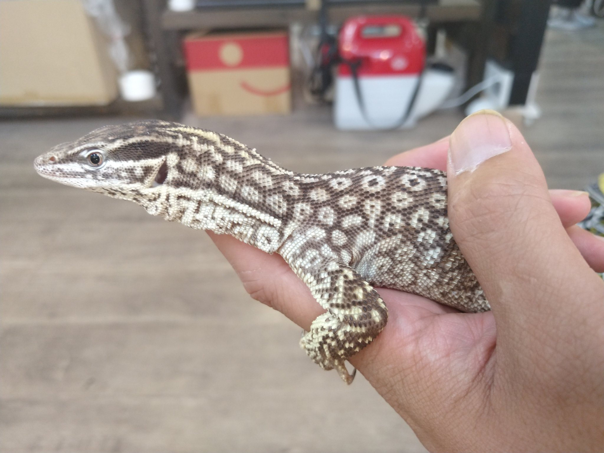 爬虫類ショップアンテナ博多店 リッジテールモニター 最近ますます人気のオーストラリアンドワーフモニター トゲトゲの尻尾とがっしりした体型が非常にかっこいいトカゲです 今回入荷したのは飼い込みアダルト個体ですが ヤング個体も在庫しています