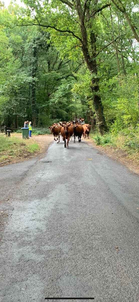 hollands_alex's tweet image. Students bringing incalf dry cows back from summer grazing ready to calve. #teachingthenextgeneration #winteriscoming @Brinsbury @ArlaFoodsUK @ShorthornUK @Landexnews