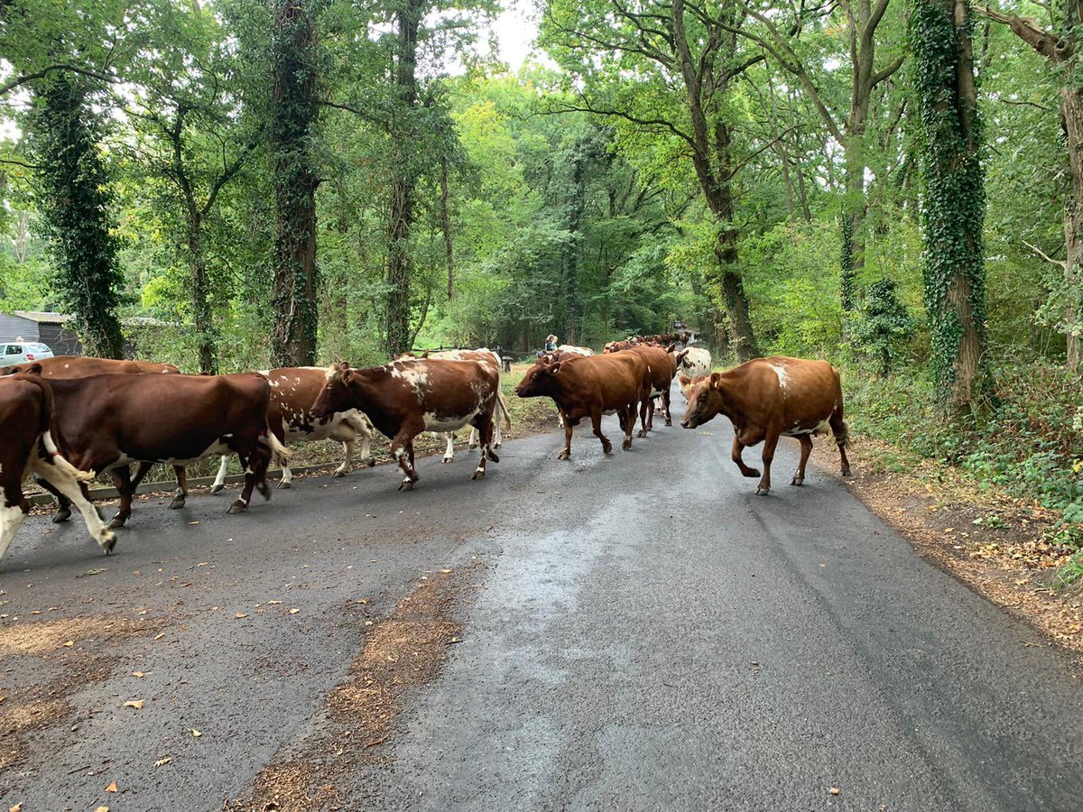 hollands_alex's tweet image. Students bringing incalf dry cows back from summer grazing ready to calve. #teachingthenextgeneration #winteriscoming @Brinsbury @ArlaFoodsUK @ShorthornUK @Landexnews