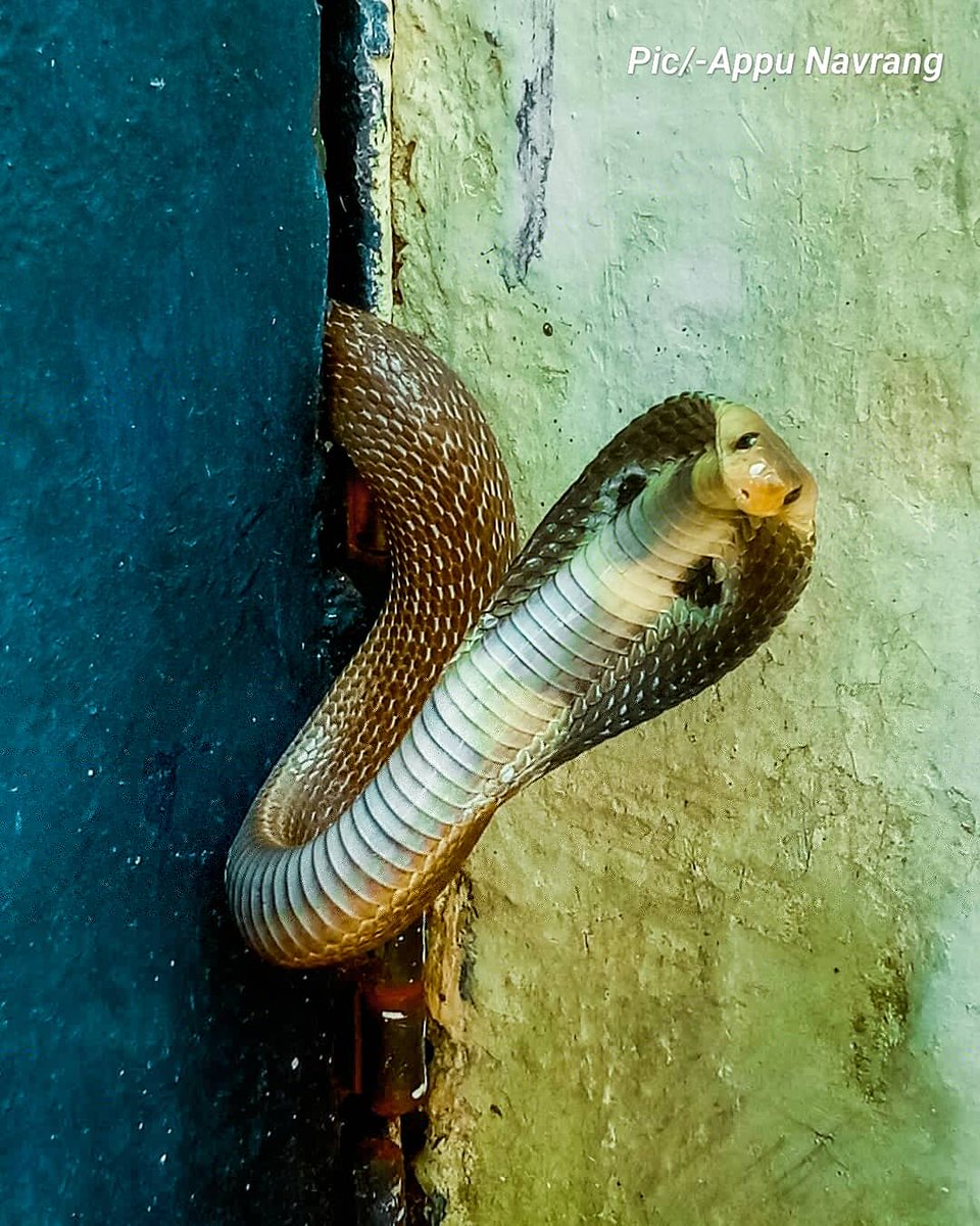Appu19860203's tweet photo. नाग #Spectacled #Cobra
Indian Cobra) भारतीय उपमहाद्वीप का जहरीला सांप है। यद्यपि इसका विष करैत जितना घातक नहीं है। यह चूहे खाता है जिसके कारण अक्सर यह मानव बस्तियों / घरों के आसपास, खेतों में एवं शहरी इलाकों के बाहरी इलाकों में आसानी से देखने को मिलते है। https://t.co/vmcEzpUUZI