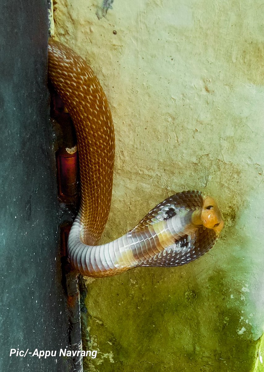 Appu19860203's tweet photo. नाग #Spectacled #Cobra
Indian Cobra) भारतीय उपमहाद्वीप का जहरीला सांप है। यद्यपि इसका विष करैत जितना घातक नहीं है। यह चूहे खाता है जिसके कारण अक्सर यह मानव बस्तियों / घरों के आसपास, खेतों में एवं शहरी इलाकों के बाहरी इलाकों में आसानी से देखने को मिलते है। https://t.co/vmcEzpUUZI