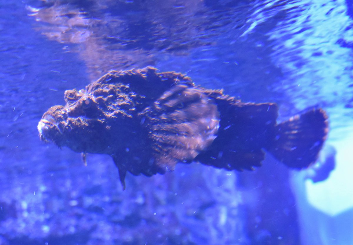 A Trr Line 3955 東大王の番組を見ていたら ちょうどのタイミングで海の生き物の難読漢字 をやっていた そこにオコゼも登場していた 漢字で虎魚と書く魚 シーパラには オニオコゼが暮らしている 東京湾や相模湾などに生息しているマダコと同じ水槽で