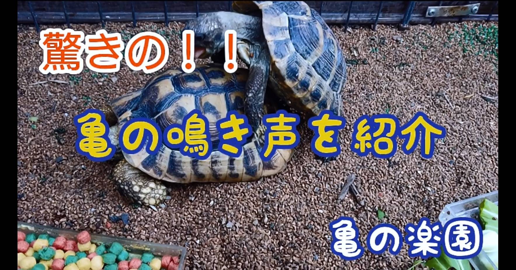 亀の鳴き声 Twitter Search Twitter