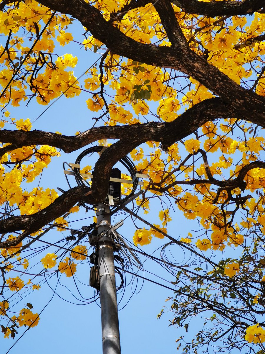 patimare's tweet photo. Hay un árbol más hermoso que éste?

#paraguay #lapachoamarillo #primavera #huaweip30pro https://t.co/HpSVmyQLR2