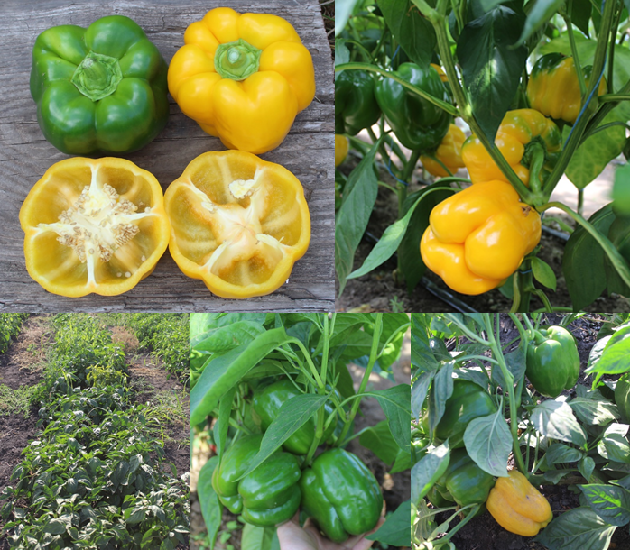 Our hybrid yellow sweet pepper Giselle was tested by Planti, our distributor in Ukraine: “shows good results in protected and open ground; high-yielding hybrid with friendly fruit ripening with a high marketability; demonstrates high rates of disease resistance”.