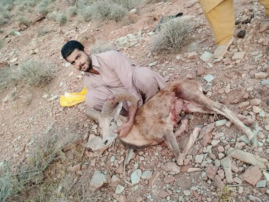Notorious poacher escapes handcuffed from custody of  @PunjabWildlife after his gang ambushed the wildlife staff.Imran AKA Maana teetar and his gang are known to sell Rare Punjab Urial (Ovis vignei punjabiensis)Meat,and young lambs as pets.Being a field staff in wildlife