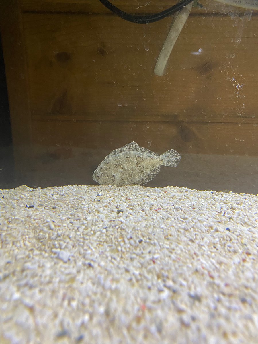 南米淡水ヒラメ 南米淡水ヒラメ