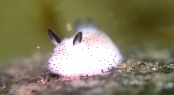 海にいるうさぎ！？ゴマフビロードウミウシが可愛い♡