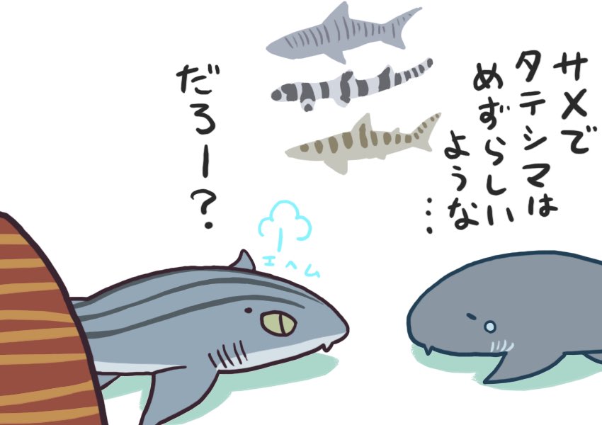イヌザメさんとネコザメさん #サメ #shark 397 しましまのサメたち