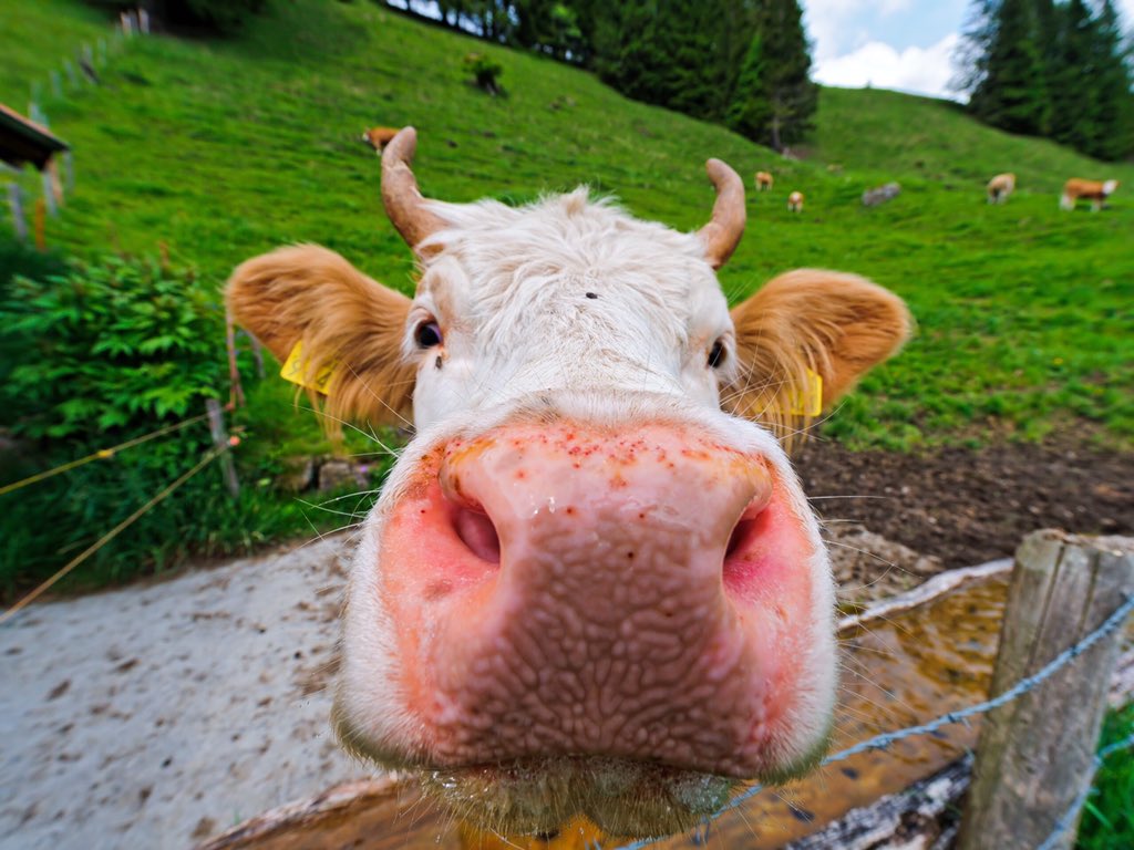 Thread of happy cows on the tl to make you happy