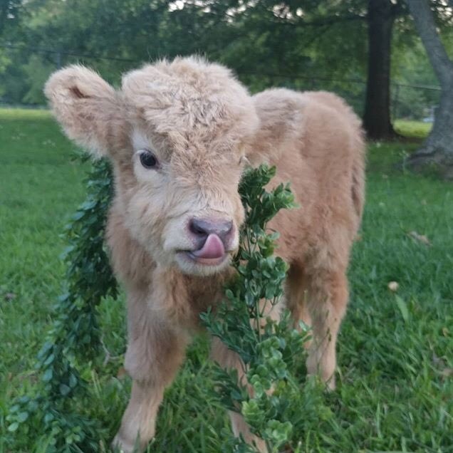 Thread of happy cows on the tl to make you happy