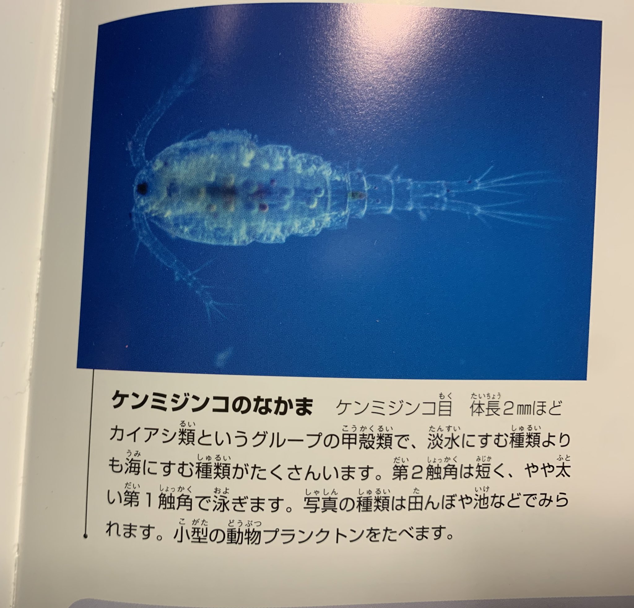 メダカイズム 滋賀 このｕｆｏ的動きの虫たちは誰ですか T Co Juemdkccoi Twitter