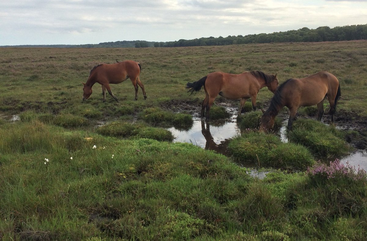 (4/7) Draining bogs to create more dry heath disrupts this balance & reduces peat formation - absolutely not okay  While heather often grows on carbon-storing peat, peat’s formed in bogs. The bogs take the carbon out of the air, the heather just likes to sit on it