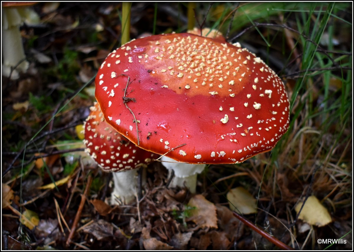 Marksvegplot's tweet image. Amanita muscaria - Fly Agaric - probably the most recognisable mushroom of all!
