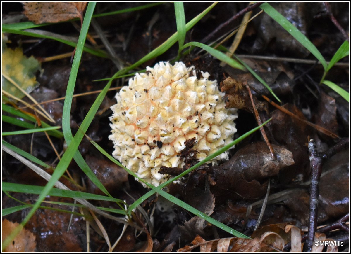 Marksvegplot's tweet image. Amanita muscaria - Fly Agaric - probably the most recognisable mushroom of all!